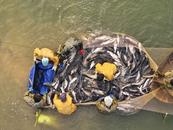 “魚”樂無窮！尖山湖首屆生態捕魚節來啦