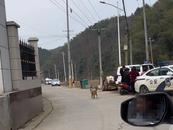 打野豬打死村民？湖南一地警方回應(yīng)：有1人死亡 死因還在調(diào)查中