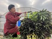 宜秀區羅嶺鎮鳳溪社區：萵筍大豐收 農戶增收笑開顏