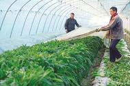 來安：精細管理 蔬菜豐收