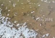 網民爆料江西贛州唐江鎮河內出現大量死魚 當地回應：已到現場處理，采集了水樣，檢測結果還未出