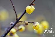 組圖|合肥蠟梅進(jìn)入盛開期