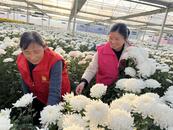 宜秀區(qū)羅嶺鎮(zhèn)黃梅村：鮮切花“鏈”接致富路