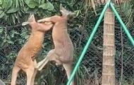 廣州一動物園兩只袋鼠對打到起飛？園區回應：自然舉動，不輕易看見