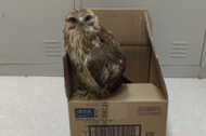 呆萌！蕪湖一居民撿到國家二級保護動物  有人靠近不閃不躲
