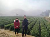 郵儲銀行太湖縣支行：春雨潤物細無聲，金融惠農茶飄香
