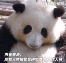 花花被遺忘外場(chǎng) 飼養(yǎng)員被解雇