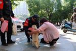 及时语 | “烈性犬伤人犬主担全责”：治犬关键在治犬主