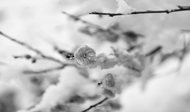胡竹峰：冬雪记