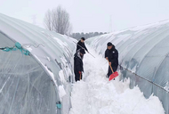 淮南市平圩鎮：除雪防寒齊上陣，農技服務到田間