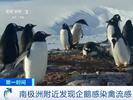 超200只死亡！南极洲附近发现企鹅感染禽流感 
