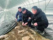 蚌埠市農技人員下沉一線支“暖”招