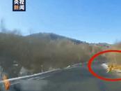 險些車虎相撞！居民駕車突遇東北虎橫穿公路