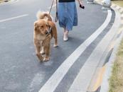 及时语 | “毛孩子”：你们人类为啥要过年？
