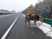 一頭牛“驚現”高速公路，六安交警及時救援處置