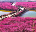 賞梅花 摘草莓  合肥公交帶您去踏春