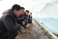 ?濉溪縣四鋪鎮：雨水時節到 大棚西瓜農事忙            