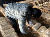 皖手度風雪| 菜農夫妻比平時早起一小時  800斤蘑菇凌晨送至市場  