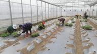 宜秀區五橫鄉白林村：蔬菜大棚種出鄉村振興好前景