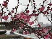 合肥：公園紅梅迎雪綻放（圖）