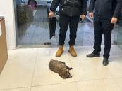 嘴尖臉小的奇怪小動物受傷，肥東警民攜手救助