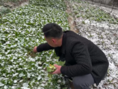 皖手度風雪 | 家庭農場主摸黑摘菜 大雪前夕為五保中心送菜