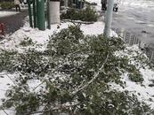 積雪壓斷行道樹，六安三百余人上街清理斷枝
