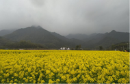黃山市油菜花海景觀3月上旬將逐漸出現(xiàn)  賞花指南發(fā)布