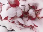 升级！亳州市气象台变更发布暴雪黄色预警