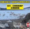 内蒙古多只一级保护动物黄羊死亡