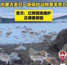 內蒙古多只一級保護動物黃羊死亡