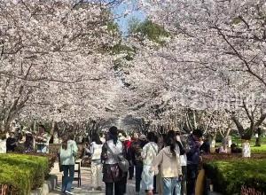 合肥和平广场樱花盛开 引来众多市民打卡拍照