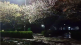 武汉大学：赏樱预约通道关闭！