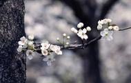 壽縣：乘“文學(xué)之鄉(xiāng)”東風(fēng)，八公山下再辦梨花詩會(huì)