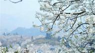李星涛：梨花落了一地