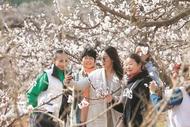 淮北相山區：2024黃里杏花文化旅游節即將開幕