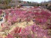 組圖丨春景醉人 淮南舜耕山梅園進入盛花期