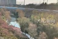 合肥匡河公園梅花正艷市民踏青 相約“梅”好