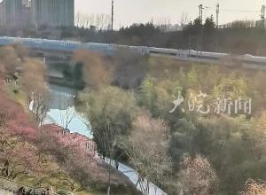 合肥匡河公园梅花正艳市民踏青 相约“梅”好