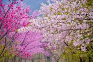 方明：春天了，给花盆换换土