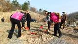 宜秀区五横乡杨亭村：“摇钱树”工程助力乡村振兴