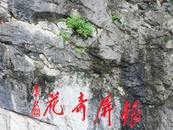 千年奇花  含苞靜候天下游客