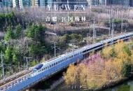 合肥春意盎然 “復興號”穿越梅林