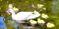 阜陽(yáng)文峰公園新增8只小黃鴨