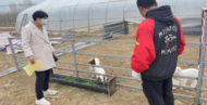 淮北市杜集區(qū)礦山集街道：變廢為寶 推進(jìn)畜禽糞污資源化利用 