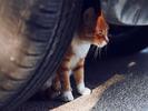 男子被流浪猫绊倒判投喂者赔24万：“好人没好报”？ 