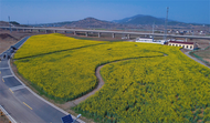 廟崗鎮(zhèn)尖山湖逸趣園300畝油菜花開