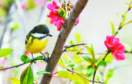 這些花鳥 驚艷了合肥春天
