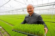蕪湖：科技助力  再生稻秧苗長勢好