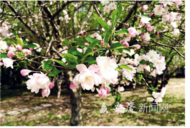 公園、街道、小區，處處姹紫嫣紅 安慶打開“春日浪漫”模式